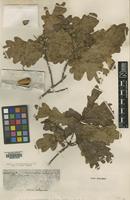 Type of Quercus microcarpa Lapeyr. [family FAGACEAE]