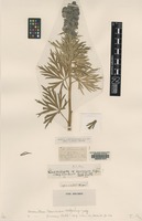Type of Aconitum firmum Rchb. [family RANUNCULACEAE]