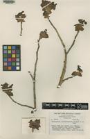 Type of Pedilanthus coalcomanensis Croizat [family EUPHORBIACEAE]