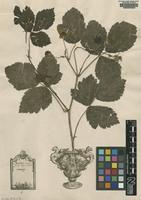 Original material of Rubus caesius L. [family ROSACEAE]
