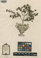 Original material of Euphorbia spinosa L. [family EUPHORBIACEAE]