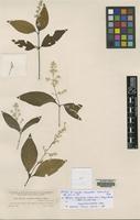 Isotype of Iresine completa Uline & Bray [family AMARANTHACEAE]