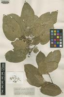 Type of Sterculia quadrifida R.Br. [family STERCULIACEAE]