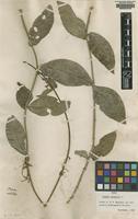 Lectotype of Petrea volubilis L. [family VERBENACEAE]