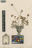 Original material of Trifolium fragiferum L. [family FABACEAE F]