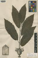 Lectotype of Fagus castanea L. [family FAGACEAE]
