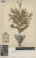 Original material of Thuja occidentalis L. [family CUPRESSACEAE]
