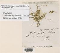 Isotype of Neckera squarrosa Müll.Hal. [family NECKERACEAE]