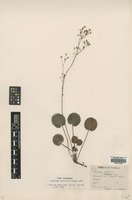 Type of Saxifraga lactifolia Pugsley [family SAXIFRAGACEAE]