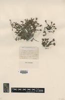 Filed as Saxifraga oppositifolia L. [family SAXIFRAGACEAE]