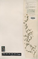 Type? of Ononis laxiflora Agardh [family FABACEAE]