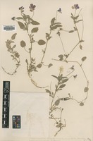 Filed as Viola tricolor Gaudin ssp. subalpina [family VIOLACEAE]