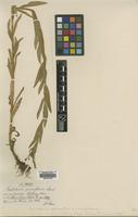 Type of Epilobium parviflorum Schreber var. pubescens [family ONAGRACEAE]