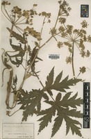 Type? of Heracleum stenophyllum Jord. [family APIACEAE]