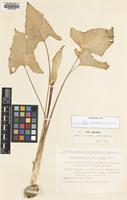 Filed as Arum orientale (Prime) Prime ssp. danicum [family ARACEAE]