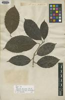 Type of Tigarea dentata Aubl. [family DILLENIACEAE]