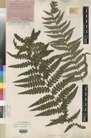Isotype of Lonchitis stenochlamys Fée [family DENNSTAEDTIACEAE]