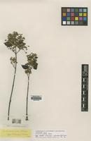 Type of Banisteria eglandulosa Adr.Juss. [family MALPIGHIACEAE]