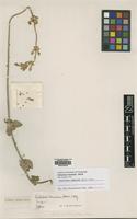 Isotype of Oplotheca tomentosa Mart. [family AMARANTHACEAE]