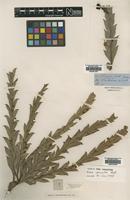 Isolectotype of Acacia glaucoptera Benth. [family LEGUMINOSAE]