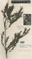 Holotype of Acacia fimbriata A.Cunn ex G.Don [family LEGUMINOSAE]