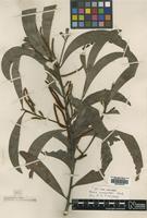 Isotype of Acacia cunninghamii Hook. [family LEGUMINOSAE]
