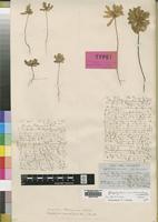 Type of Biophytum umbraculum Welw. [family OXALIDACEAE]