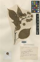 Type of Andina nobilis Geddes [family RUBIACEAE]