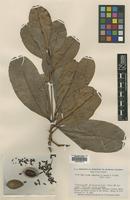 Isotype of Wallacea riparia Gleason & A.C.Sm. [family OCHNACEAE]