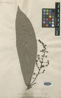 Type of Dimocarpus monophylla Roxb. [family SAPINDACEAE]