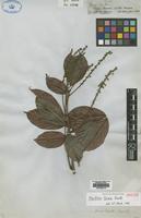 Isotype of Paullinia firma Radlk. [family SAPINDACEAE]