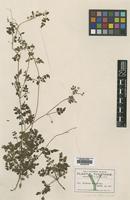 Isotype of Serjania adiantoides Radlk. [family SAPINDACEAE]