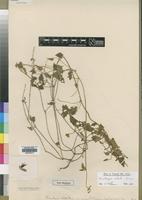Type of Thunbergia alata S.Moore var. minor [family ACANTHACEAE]