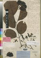 Holotype of Pterocarpus meliferus Welw. [family LEGUMINOSAE]