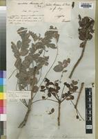 Isotype of Sclerocarya birrea (A.Rich.) Hochst. [family ANACARDIACEAE]
