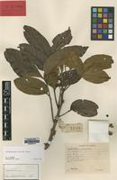 Isotype of Cnesmocarpon montana Adema [family SAPINDACEAE]