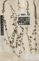 Type of Amaranthus lepturus Blake [family AMARANTHACEAE]