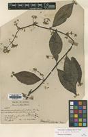 Isotype of Micrechites furcata Ridl. [family APOCYNACEAE]