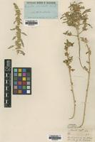 Type of Amaranthus mitchellii Benth. [family AMARANTHACEAE]