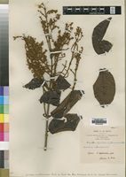 Type of Combretum multinervium Exell [family COMBRETACEAE]