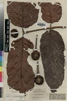 Type of Sarcocephalus nervosus Hutch.&Dalziel [family RUBIACEAE]