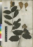Type? of Mussaenda afzelii G.Don [family RUBIACEAE]