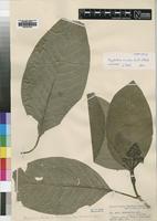 Syntype of Psychotria limba Scott-Elliot [family RUBIACEAE]