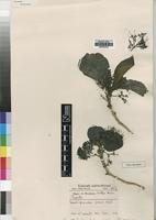 Type of Pavetta eylesii S.Moore [family RUBIACEAE]