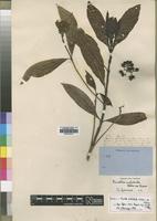 Isotype of Pavetta nitidula Welw. ex Hiern [family RUBIACEAE]