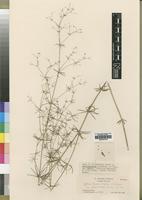 Type of Galium bussei (K.Schum.) K.Krause [family RUBIACEAE]