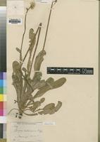 Type of Conyza subscaposa O.Hoffm. [family ASTERACEAE]