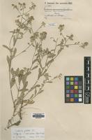 Isotype of Centaurea ramosissima Freyn & Sint. [family ASTERACEAE]