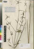 Syntype of Leucas bakeri Hiern [family LAMIACEAE]
