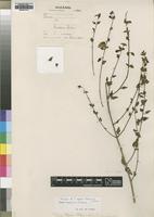 Isotype of Tinnea rogersii Robyns&Lebrun [family LAMIACEAE]